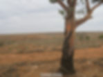 image of outback and gum tree australia