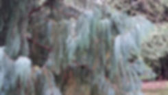 weeping tree in woods