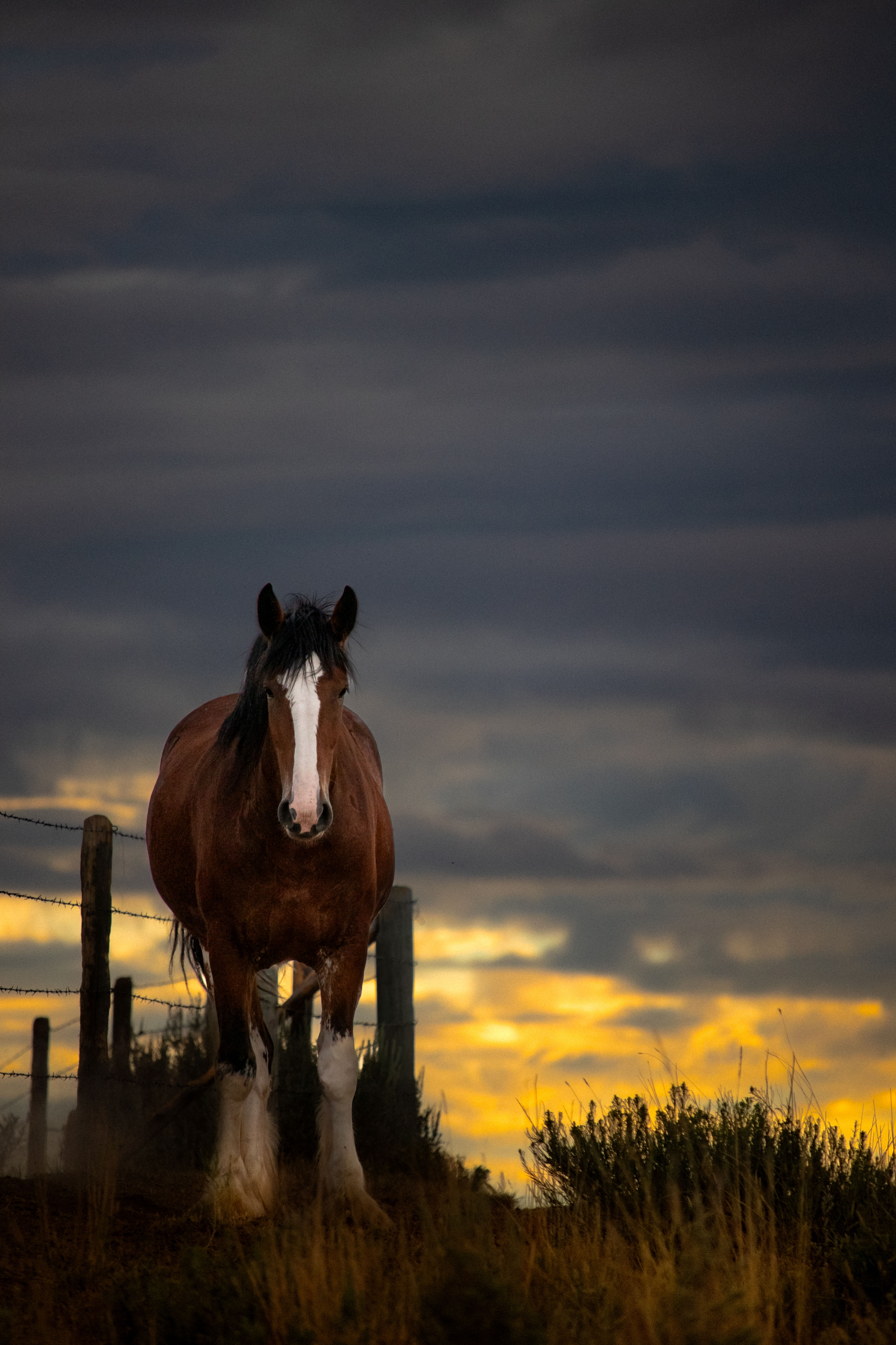 Clydesdale 1