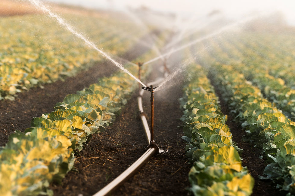 Irrigation system in a field over a field of greens.