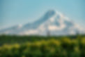 UdayMittal_Unsplash.jpg
