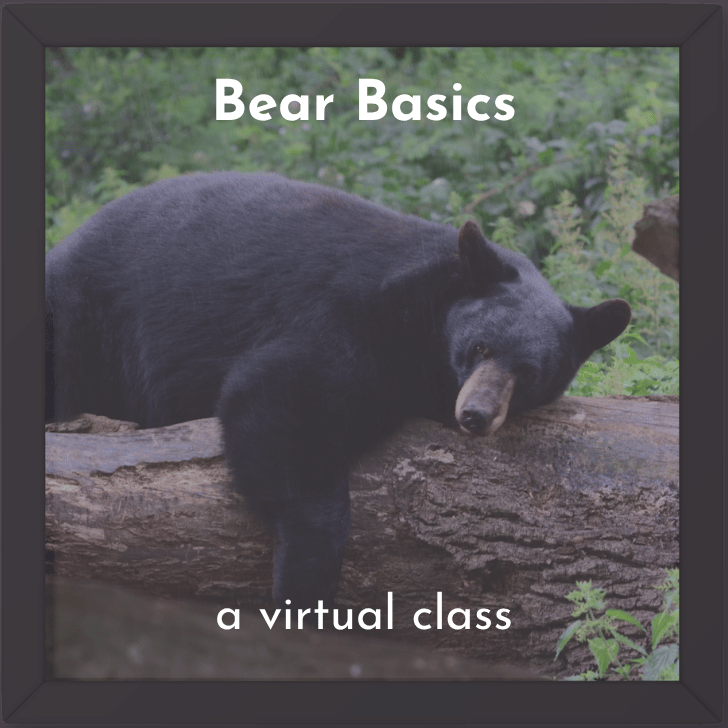 Bear Basics