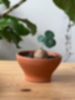 Thumbnail: Stephania Erecta