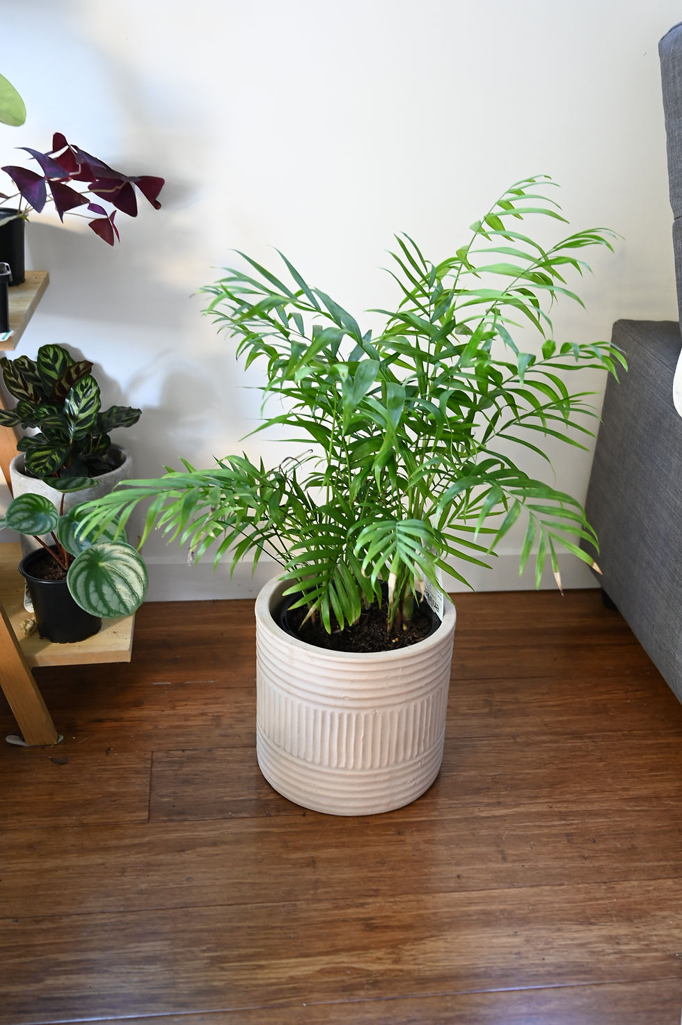Thumbnail: Parlour Palm