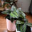 Thumbnail: Calathea Ornata Pinstripe