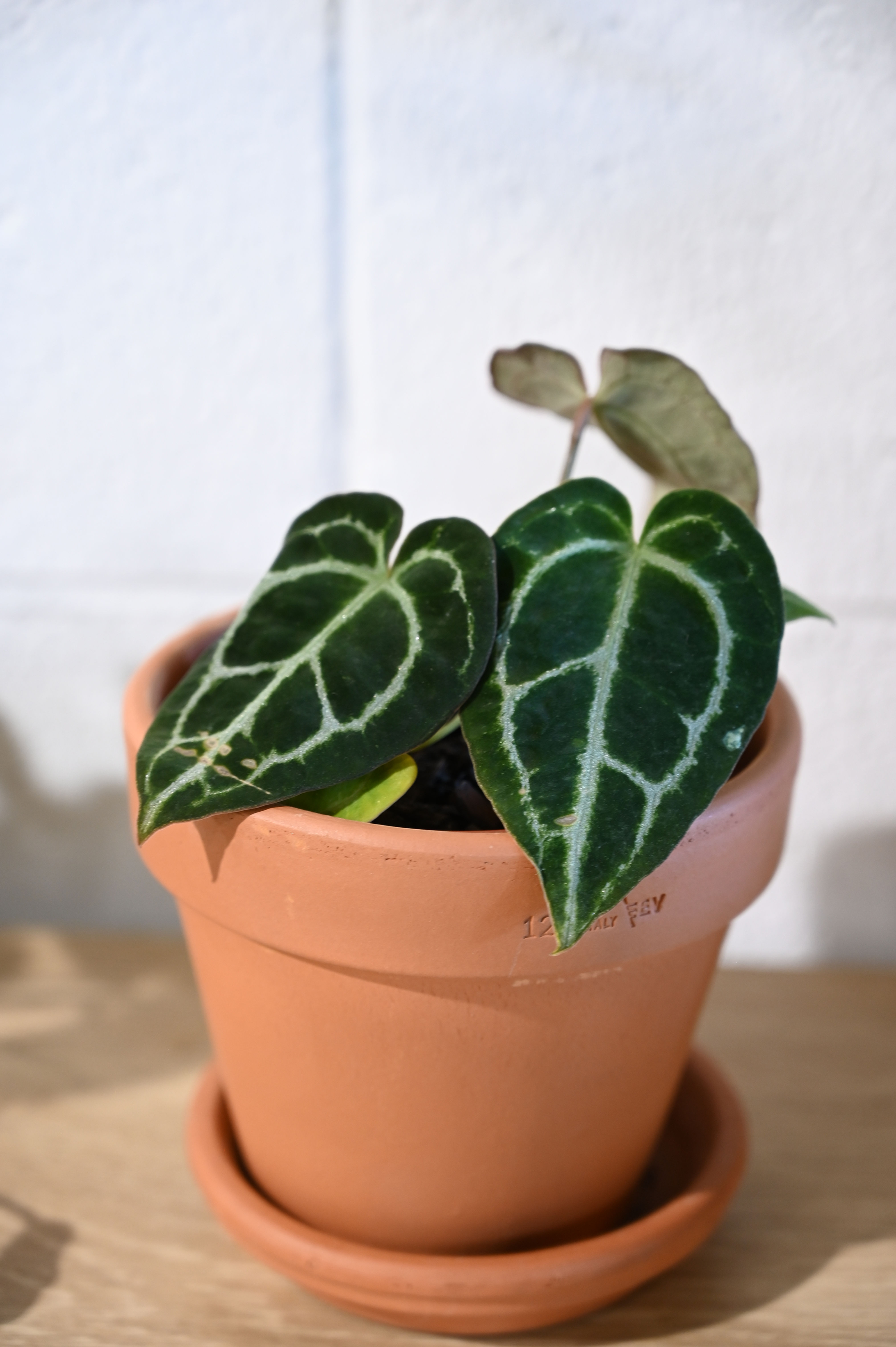 Anthurium Clarinervium