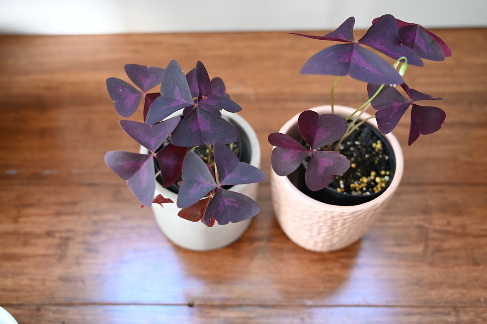 Thumbnail: Oxalis Triangularis