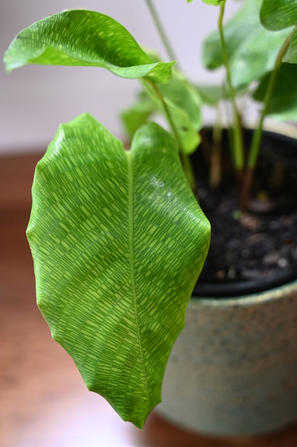Thumbnail: Calathea Musaica