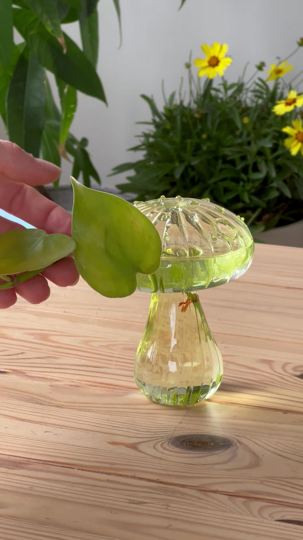 Thumbnail: Glass Propagation Mushroom