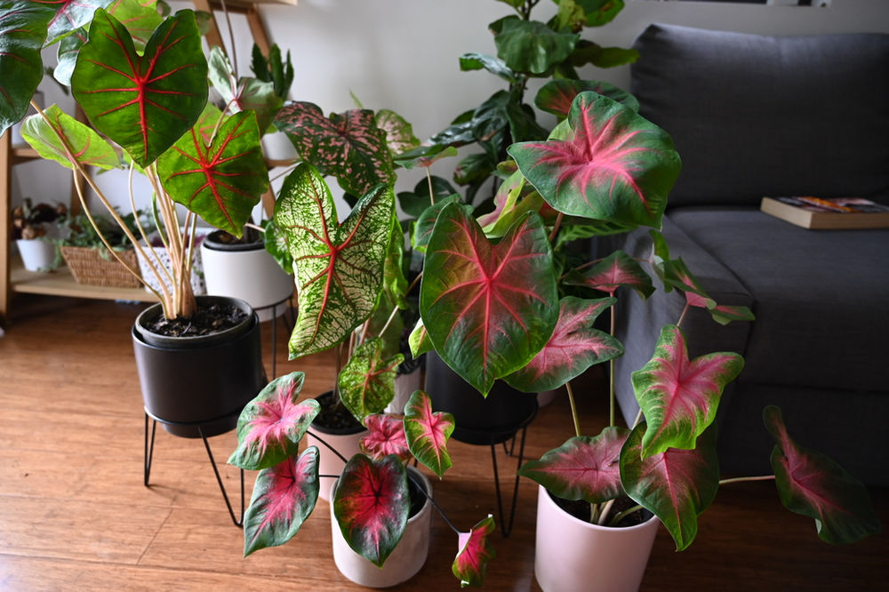 Caladiums in Winter
