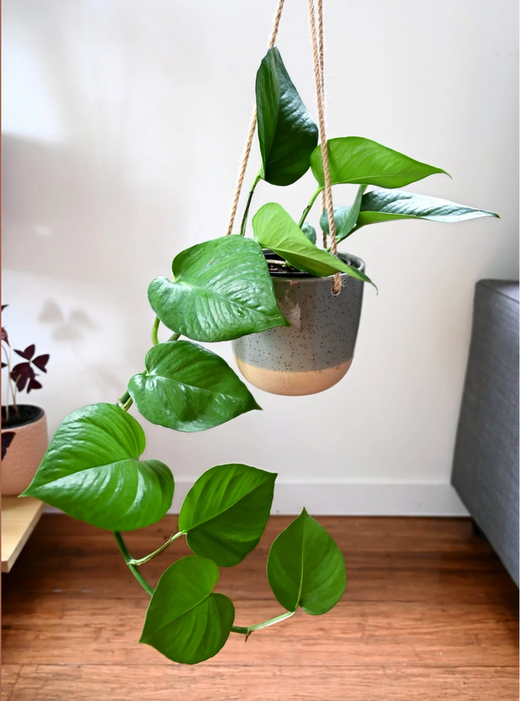 7 Best House Plants for Beginners