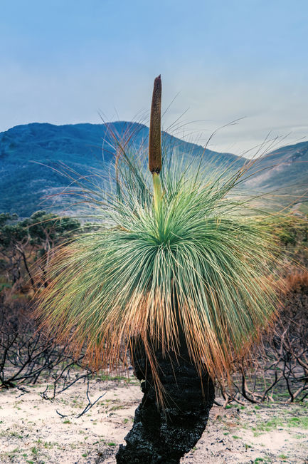 image_123923953Final