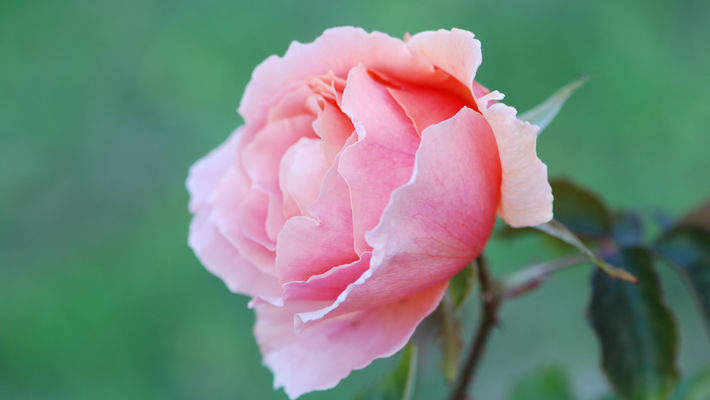 DSC_0312.JPG