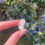 Thumbnail: aquamarine specimen 10 AA grade