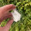 Thumbnail: prehnite after laumontite with apophyllite specimen 35