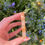 Thumbnail: golden healer quartz slab 25