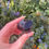 Thumbnail: black tourmaline specimen 30
