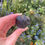 Thumbnail: black tourmaline specimen 30