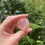Thumbnail: star rose quartz pebble 15c