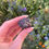 Thumbnail: black tourmaline specimen 16