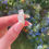 Thumbnail: aquamarine specimen 10 AA grade