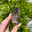 Thumbnail: Turkish smoky quartz F-J