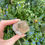 Thumbnail: smoky garden quartz with rutile freeform 39