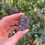 Thumbnail: black tourmaline specimen 16