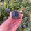 Thumbnail: black tourmaline specimen 30
