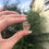 Thumbnail: natural citrine raw points