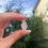 Thumbnail: kunzite AA grade medium
