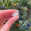 Thumbnail: aquamarine specimen 12 AA grade