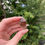 Thumbnail: orange phantom river quartz DT point 5c