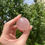 Thumbnail: star rose quartz pebble 16a