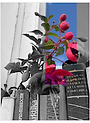 flor livro estante azul rosa roxo pink foto.png
