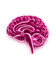 RNL Neuroscience icon 2.png