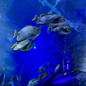 5 Virginia Beach Highlights