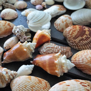 4 TOP REASONS SANIBEL ISLAND IS MY FAVORITE BEACH DESTINATION