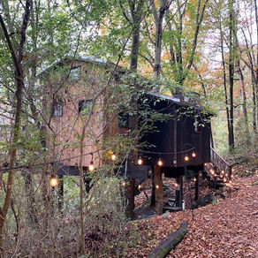 Reflections from a Treehouse