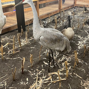 Wildlife and Hushpuppies