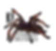 KF_Inverts.jpeg