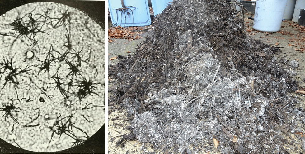 Compost Bactera The Microorganisms of the Compost Pile