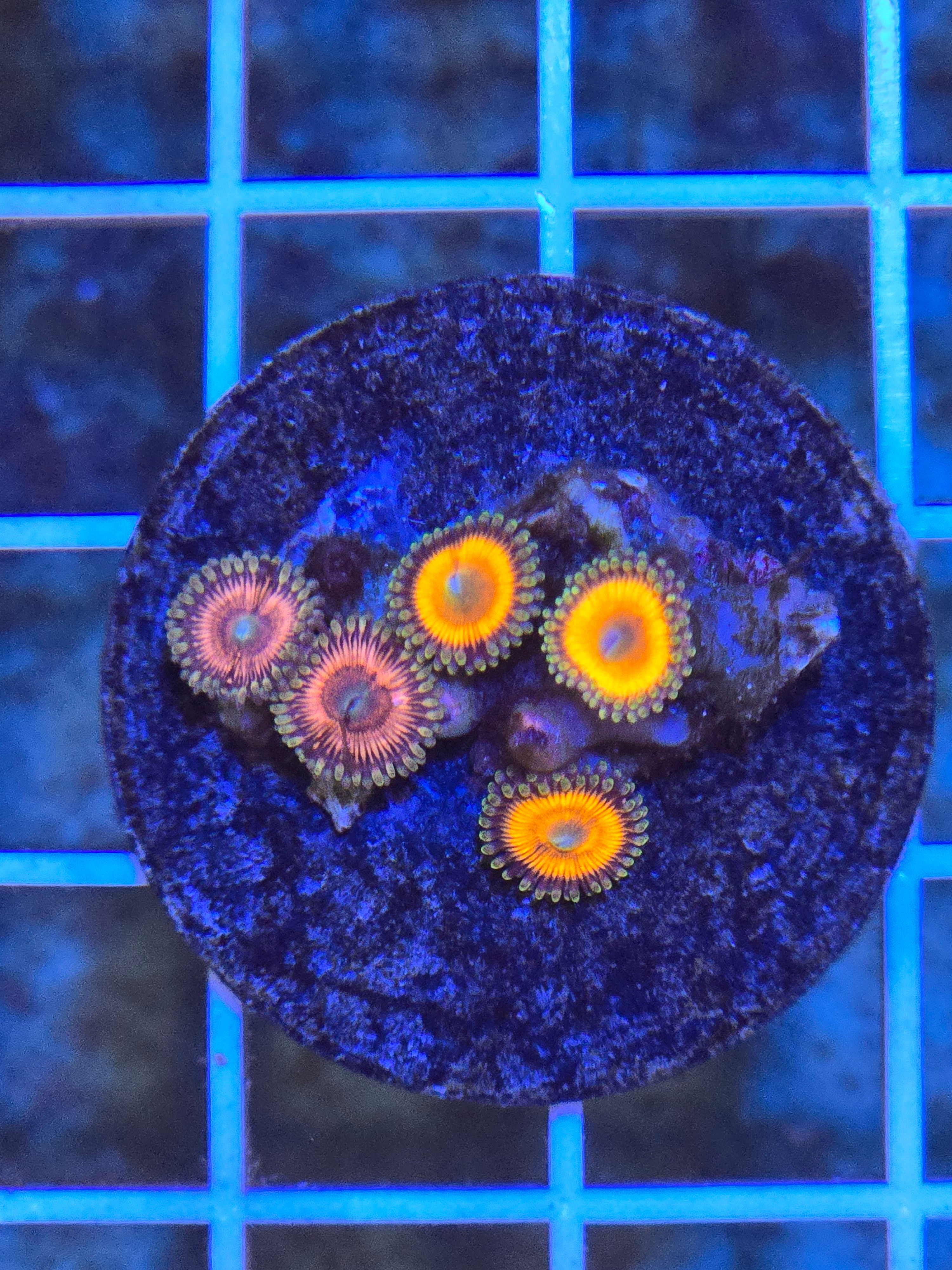 ULTRA ZOANTHID DISK