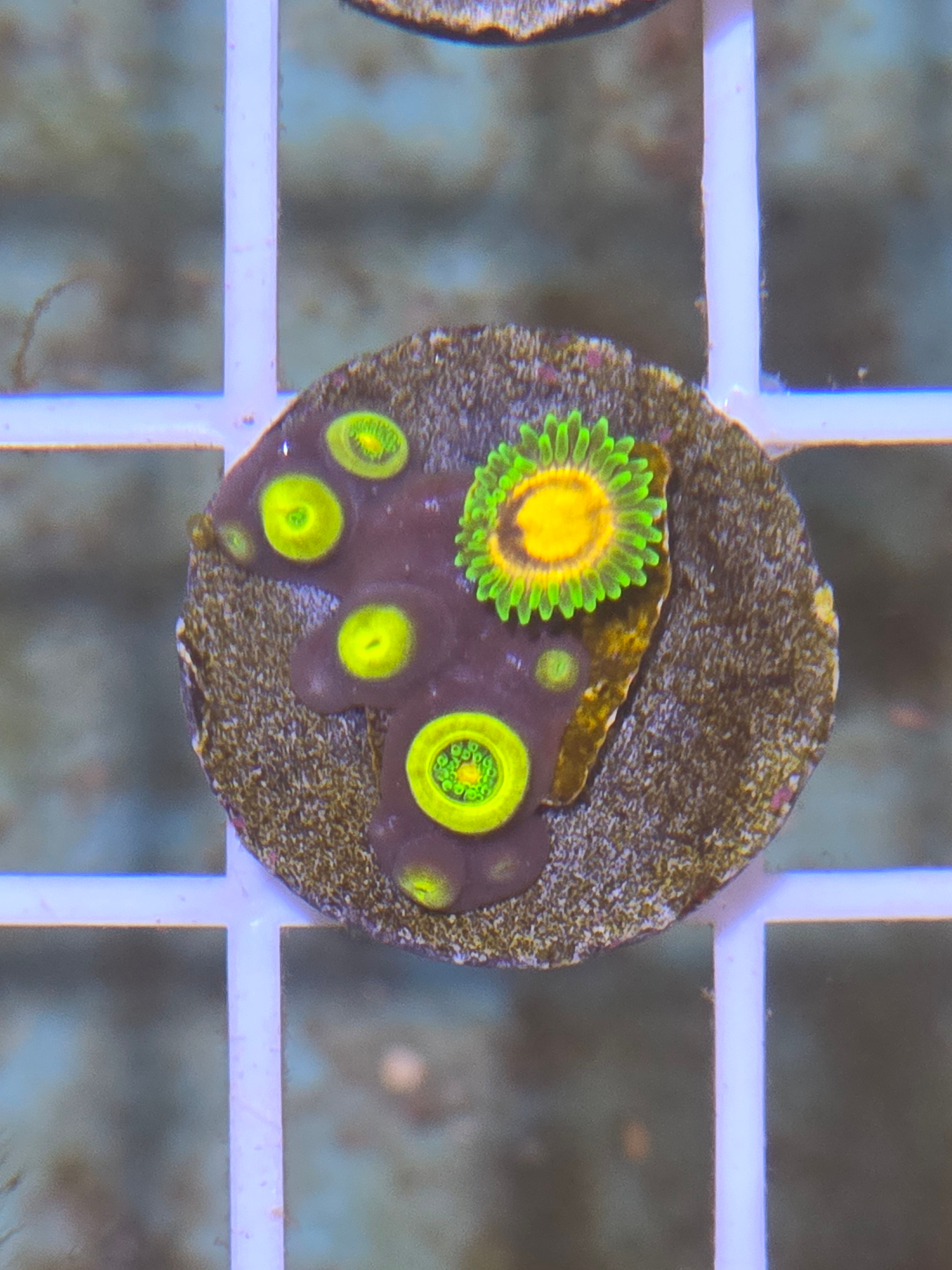 ULTRA COLORED ZOANTHID PLUG