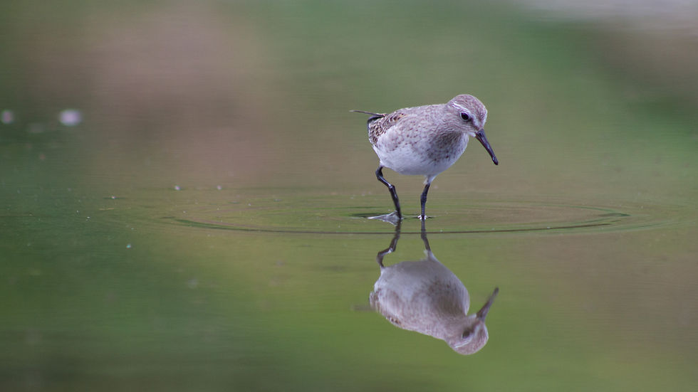 ¡Aprende a hacer tus registros de aves en eBird!