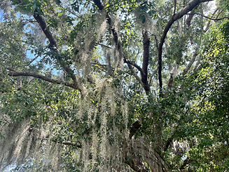 Spanish moss 2.HEIC