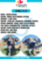 OMLILO CAGE CARD
