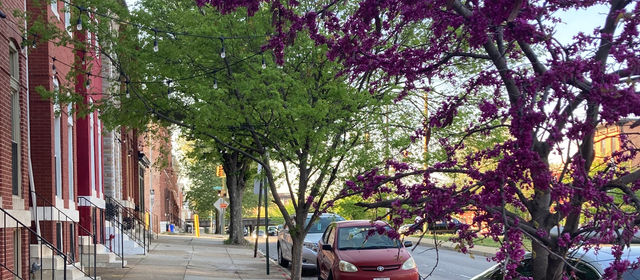 Why Trees Are So Valuable for the Health and Wealth of Historic Oliver