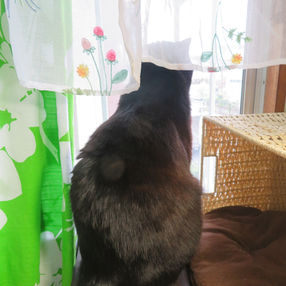 「入学式は天気雨」