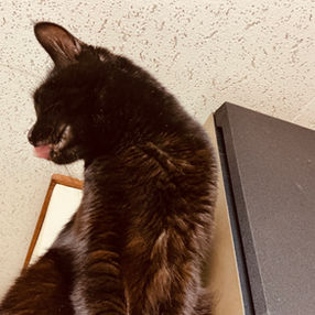「本と猫、それからふたご」